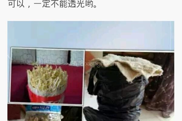 自制豆芽的做法图解3