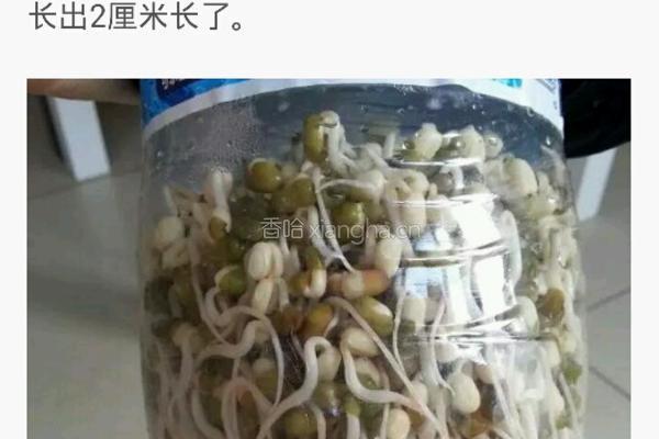 自制豆芽的做法图解4
