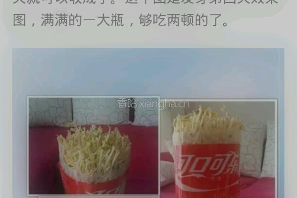 自制豆芽的做法图解5