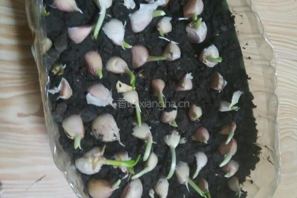 塑料豆油桶栽蒜苗的做法图解9