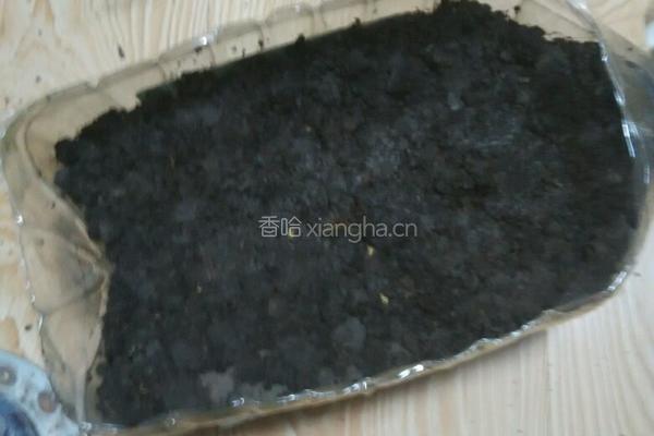 塑料豆油桶栽蒜苗的做法图解7