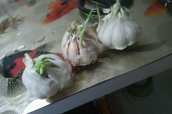 塑料豆油桶栽蒜苗的做法图解8