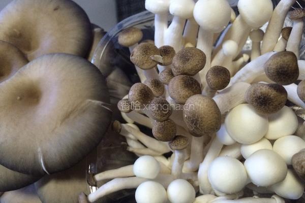 菌菇排骨汤的做法图解4
