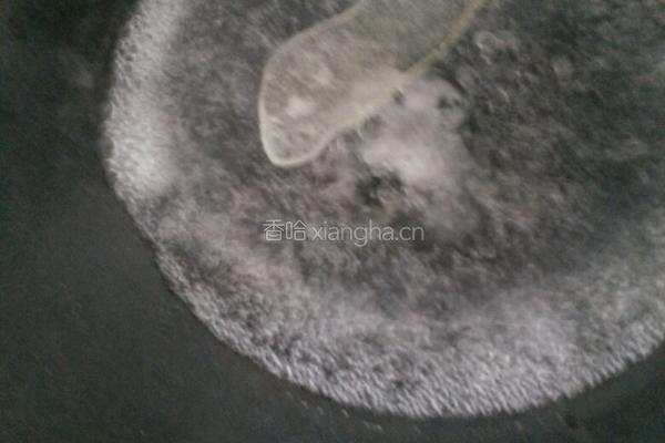 白灼花螺的做法图解3