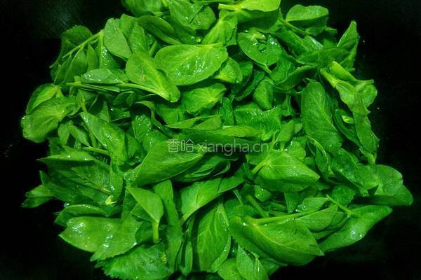 上汤荷兰豆苗的做法图解6