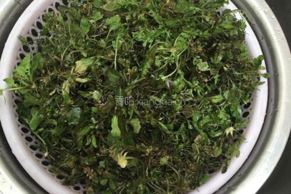 荠菜猪肉榨菜饺子的做法图解1