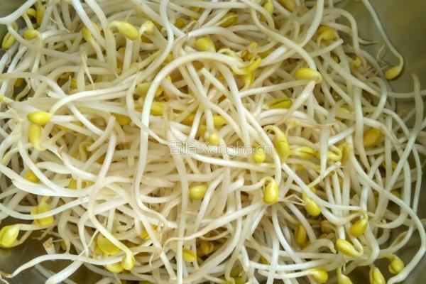 豆芽炒肉的做法图解1