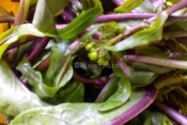 蒜泥红苔菜的做法图解2
