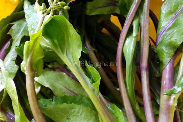 蒜泥红苔菜的做法图解1