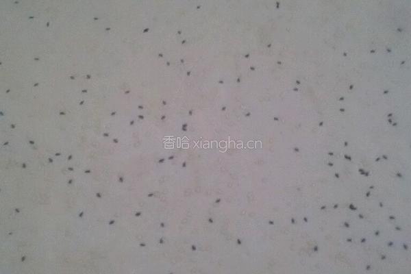 千层饼的做法图解3