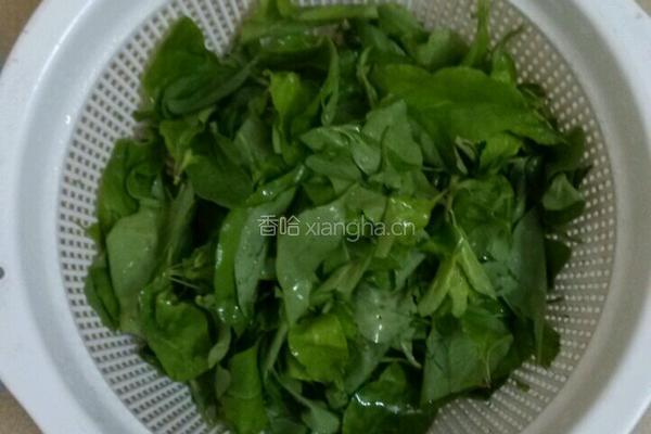 枸杞叶瘦肉汤的做法图解2