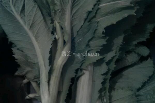 酸菜的做法图解1
