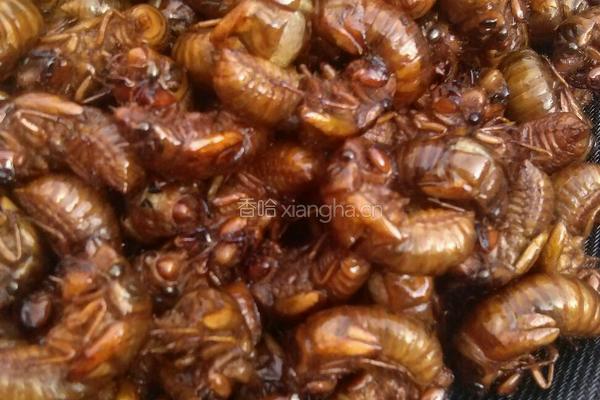 酥炸金蝉子的做法图解4