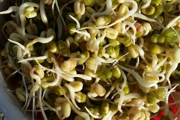 自己动手升绿豆芽的做法图解4
