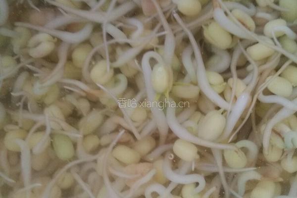 自己动手升绿豆芽的做法图解6