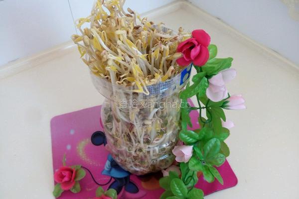 自制豆芽的做法图解5