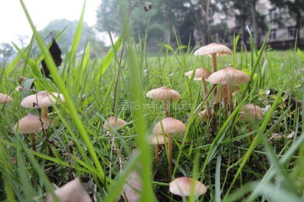 小皮伞煎饼的做法图解1