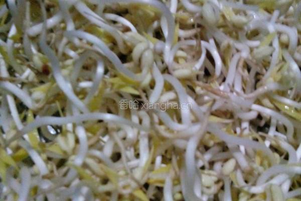 绿豆芽