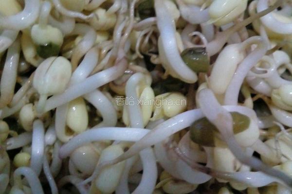 绿豆芽的做法图解8