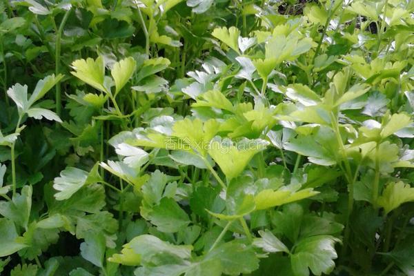 芹菜香炒肉丝的做法图解1