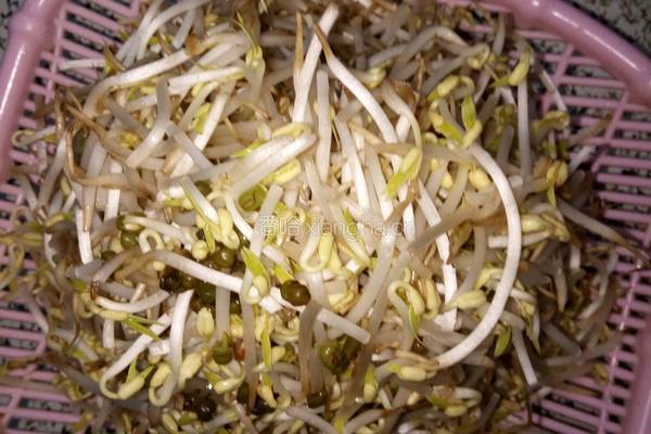 炝炒绿豆芽的做法图解1