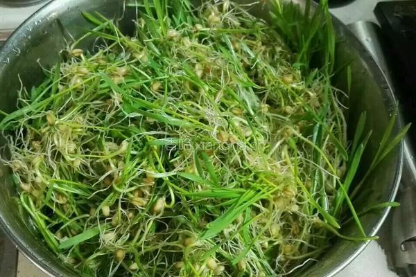麦芽糖的做法图解3