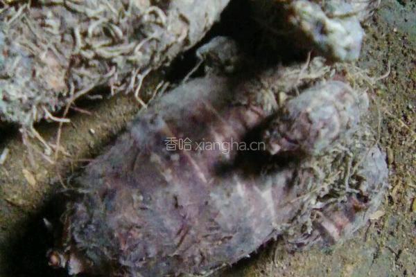 糯米香芋饼的做法图解1