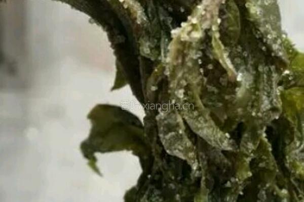 腌香椿的做法图解3