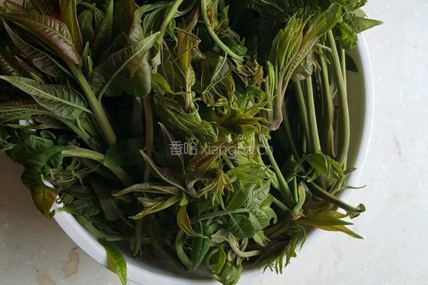 香椿芽炒鸡蛋的做法图解2