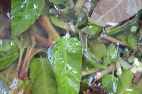 香椿芽猪肉水饺的做法图解1