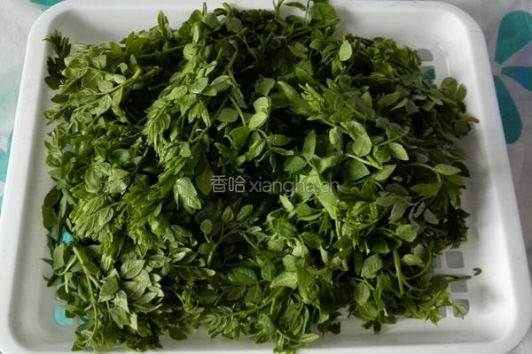 炸花椒芽的做法图解1