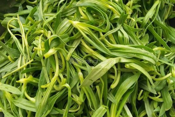 凉拌面条菜的做法图解1