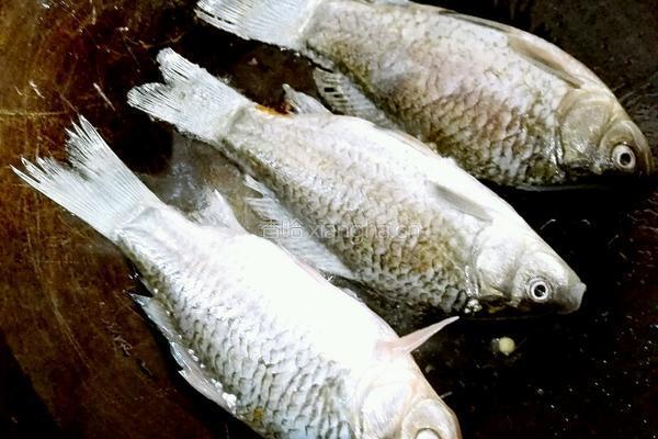 香浓鲫鱼汤的做法图解3
