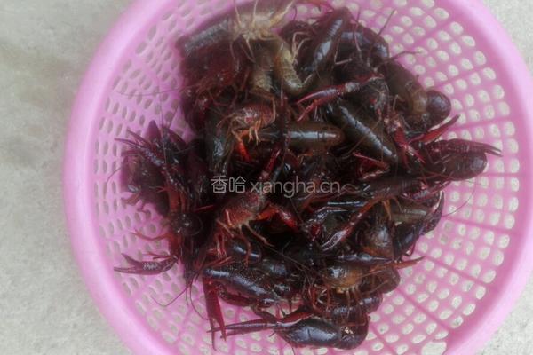 麻辣小龙虾的做法图解2