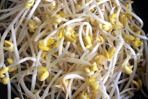 辣白菜豆芽拌饭的做法图解4