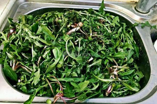 蒜茸拌蒲公英的做法图解2