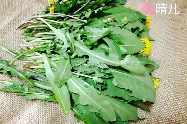蒜茸拌蒲公英的做法图解1