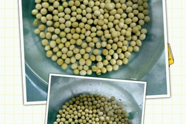 自发豆芽的做法图解1