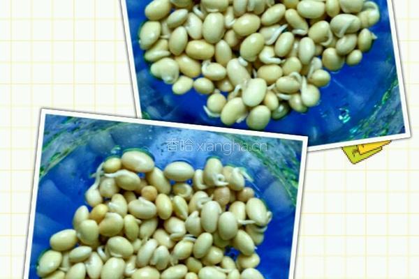 自发豆芽的做法图解4