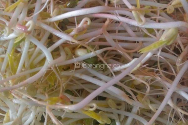 豆芽的做法图解2