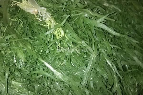 凉拌银鱼苦菊的做法图解1