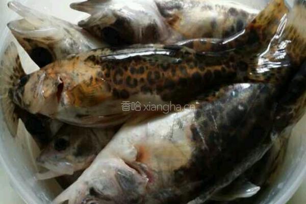 香辣桂鱼的做法图解1