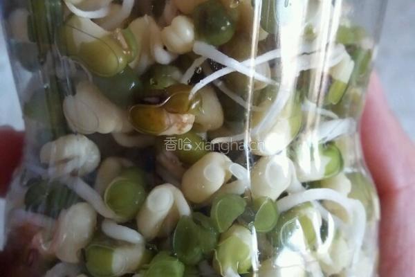 手把手教你泡发可乐绿豆芽的做法图解9