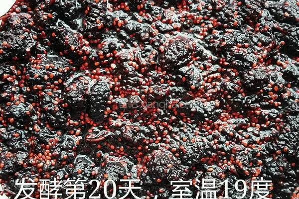 桑葚酒的做法图解3