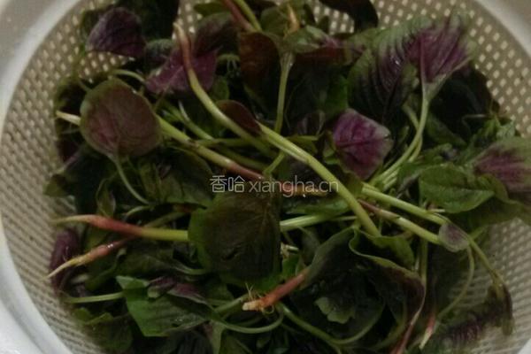 蒜香苋菜的做法图解1