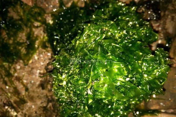 海菜饼的做法图解1