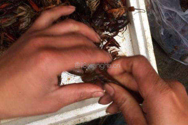 香辣龙虾的做法图解3
