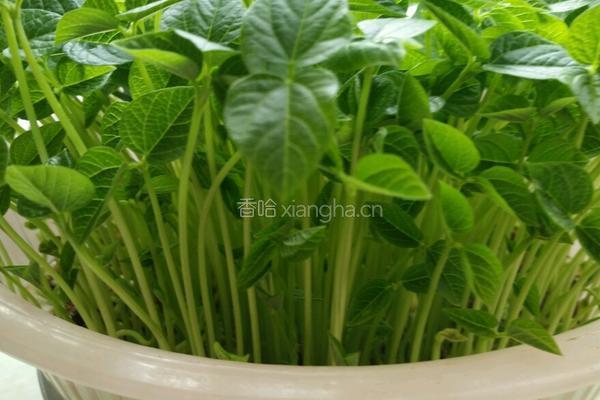 自培芽菜的做法图解7