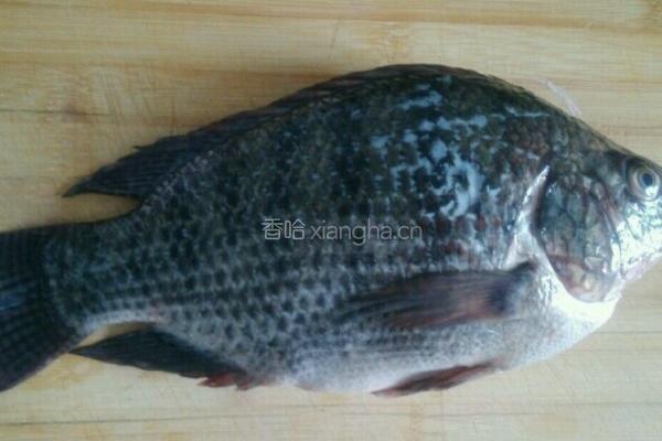 红烧罗非鱼的做法图解1