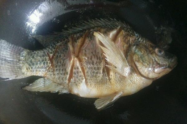 红烧罗非鱼的做法图解3